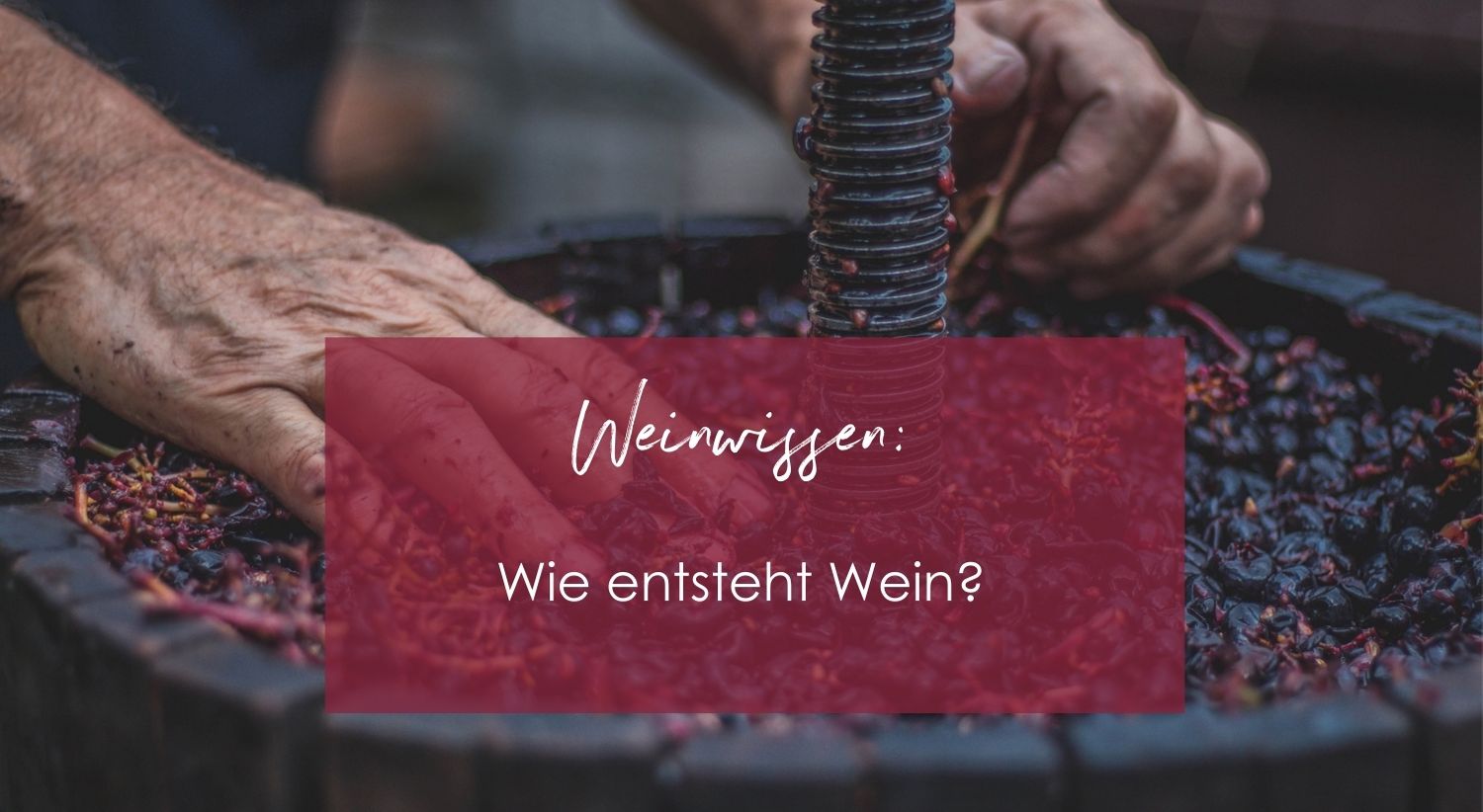 Wie Wein entsteht ...